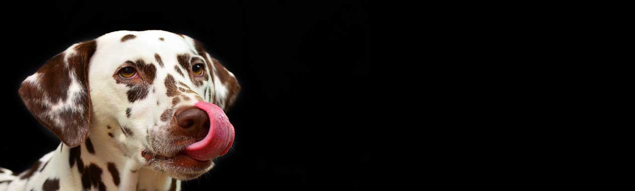Dalmation licking his chops.